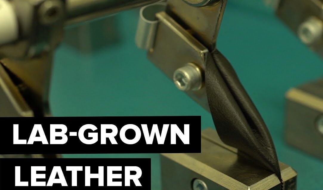 A Lab-Grown Leather Company Expands the Size of Skin Samples