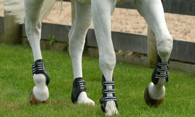 How are leather boots and protective gear made for animals like dogs and horses?