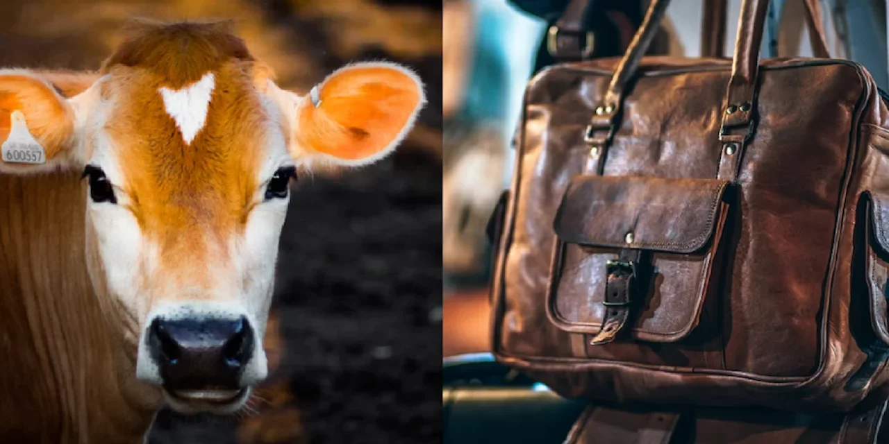 How is leather treated to endure wear and tear in working animal gear?