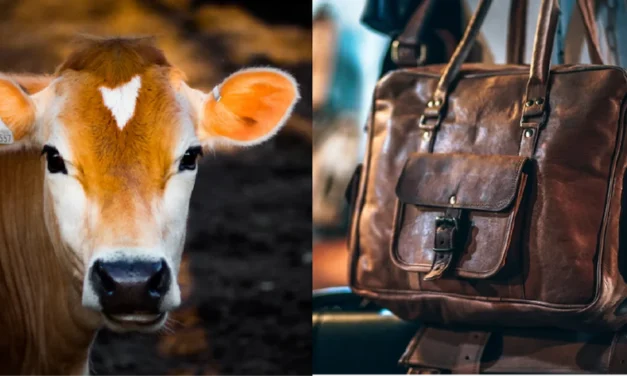 How is leather treated to endure wear and tear in working animal gear?