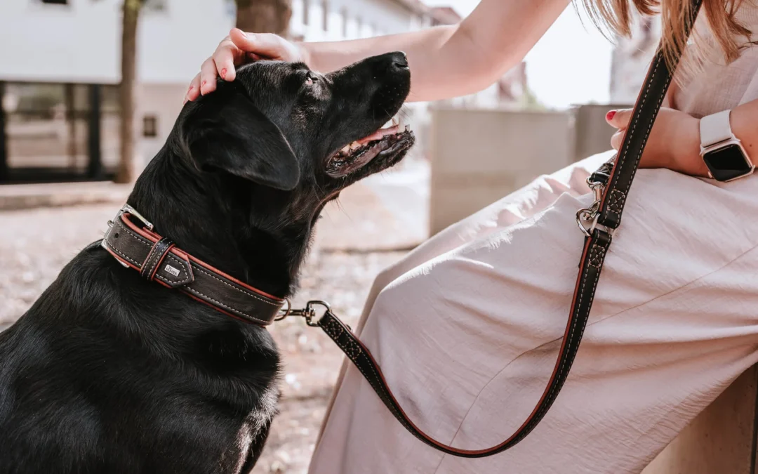 What features should a high-quality leather dog collar have?