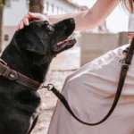 What features should a high-quality leather dog collar have?