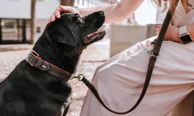 What features should a high-quality leather dog collar have?
